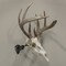 Allen Co EZ Mount Trophy Skull Hanger, Black 7254 - alternate 9